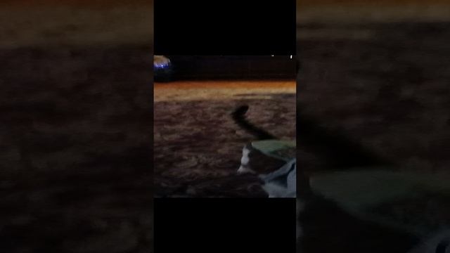 Новый год совсем скоро. Пока поглажу кошку.