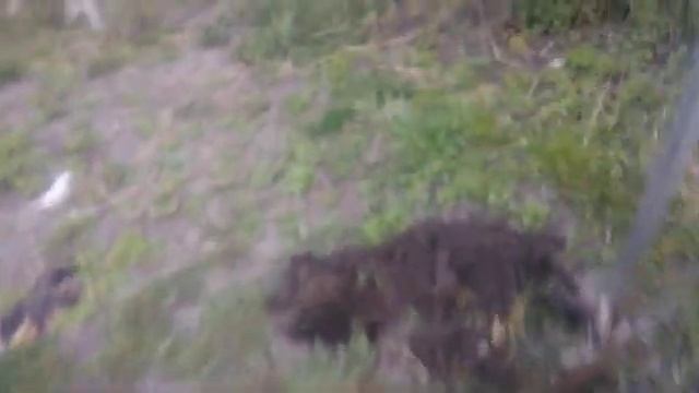 Крот, как поймать?