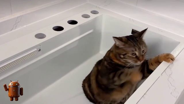 Зыбучая раковина