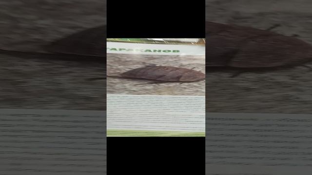обзор на пассылку журналы насекомые 19,20,21,22