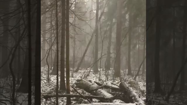 Загонная охота на лисицу и зайца в Волоколамске