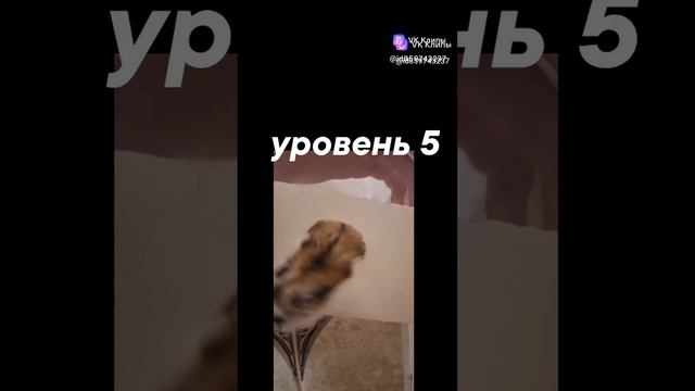 scene_output.mp4