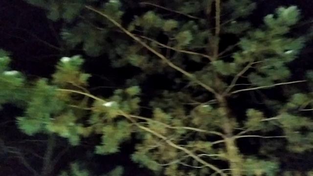 VID_20241231_222038.mp4