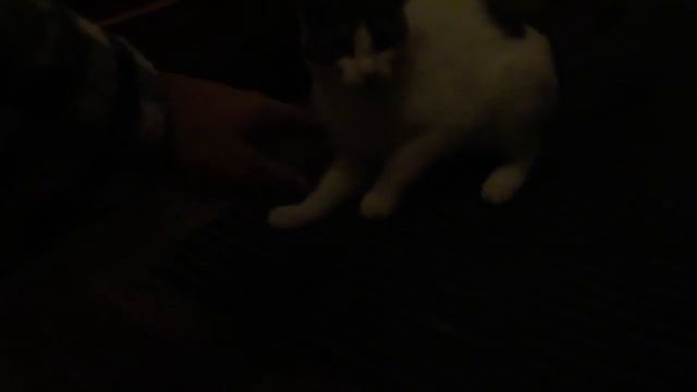 ещё одно интернет видео с котом
