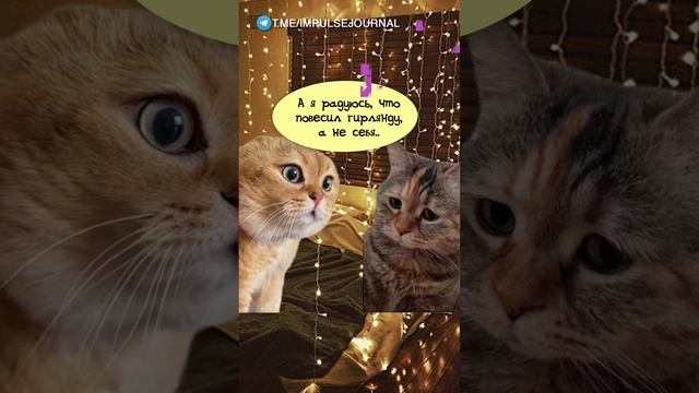 Без суеты #мыкотики #вмем #разговор #анекдот #шутки #животные #юмор #кошки #смешное #мемы #скетчи