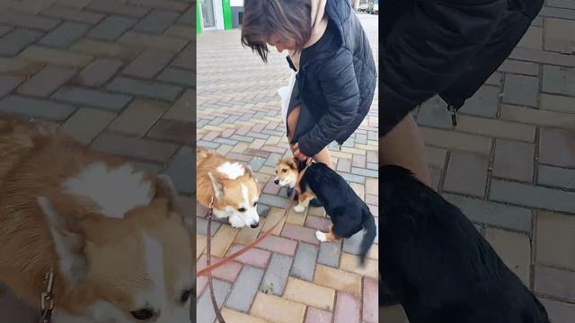 Встреча с мамой в большом городе😊 Девочка предлагается. д.р. 15.06.2024.