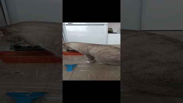Помогает цветы сажать