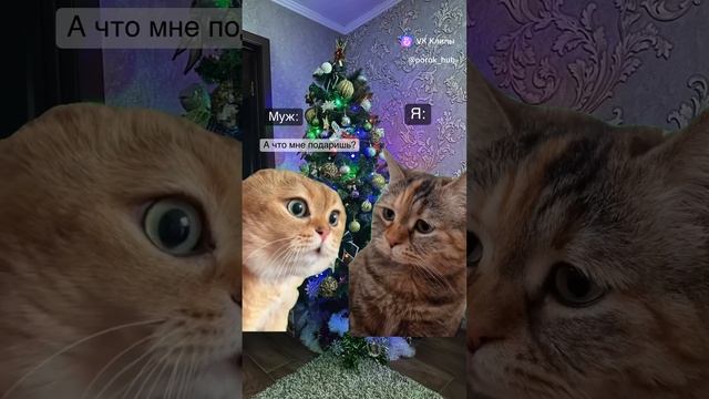 vkclips_20241230071447