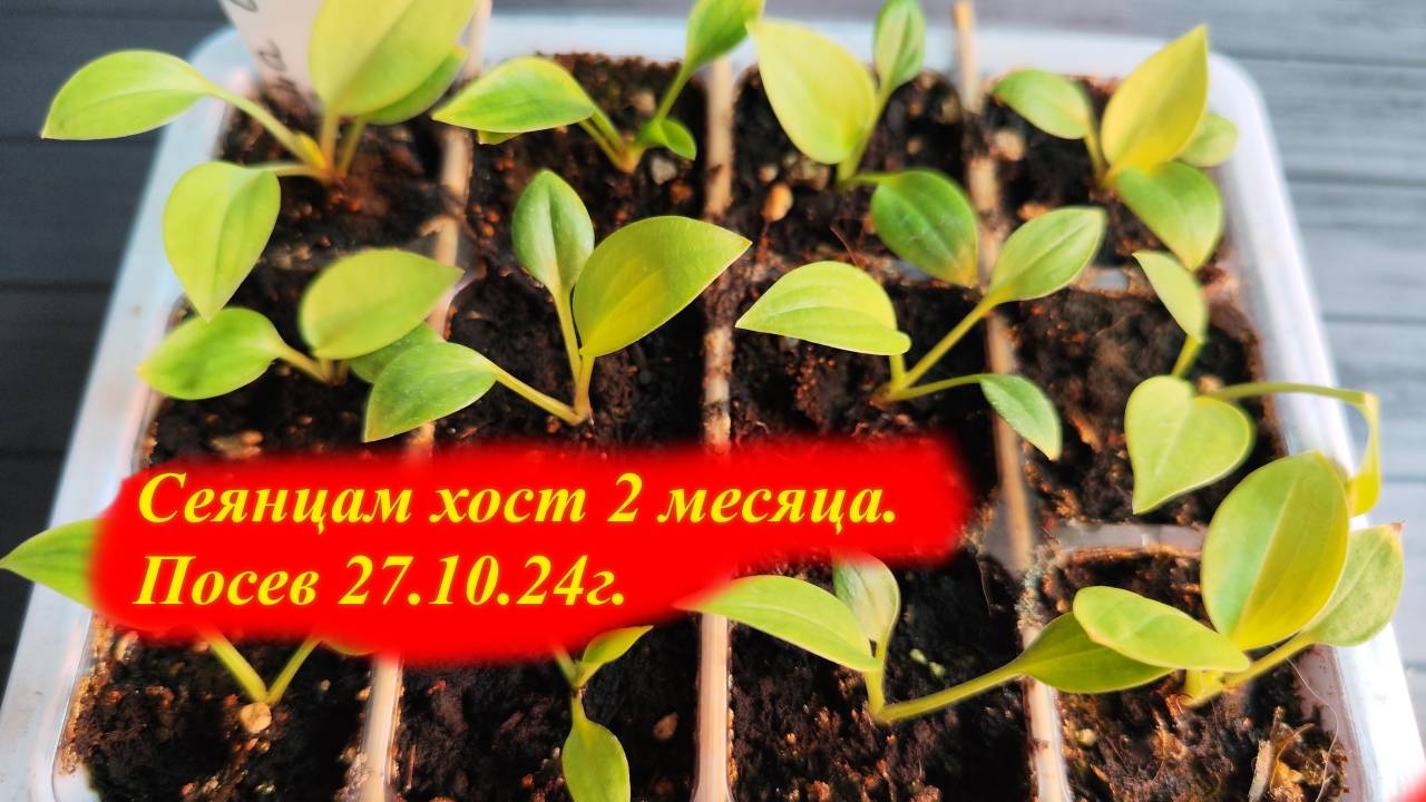 Сеянцам хост 2 месяца. Посев 27.10.24