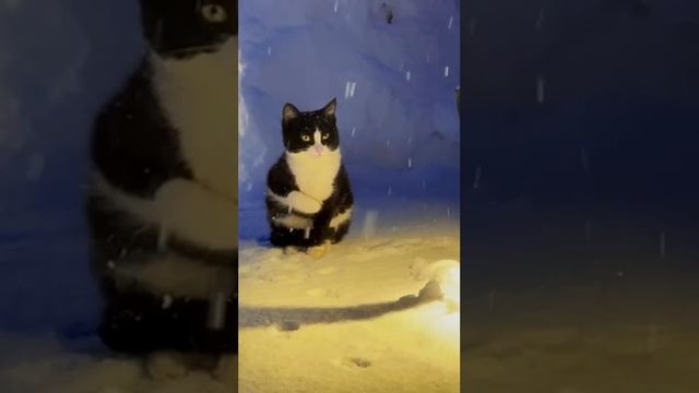 Зимнее веселье