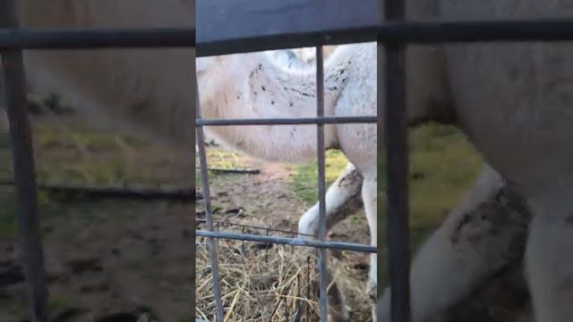 Дети с внуками в Зоопарке