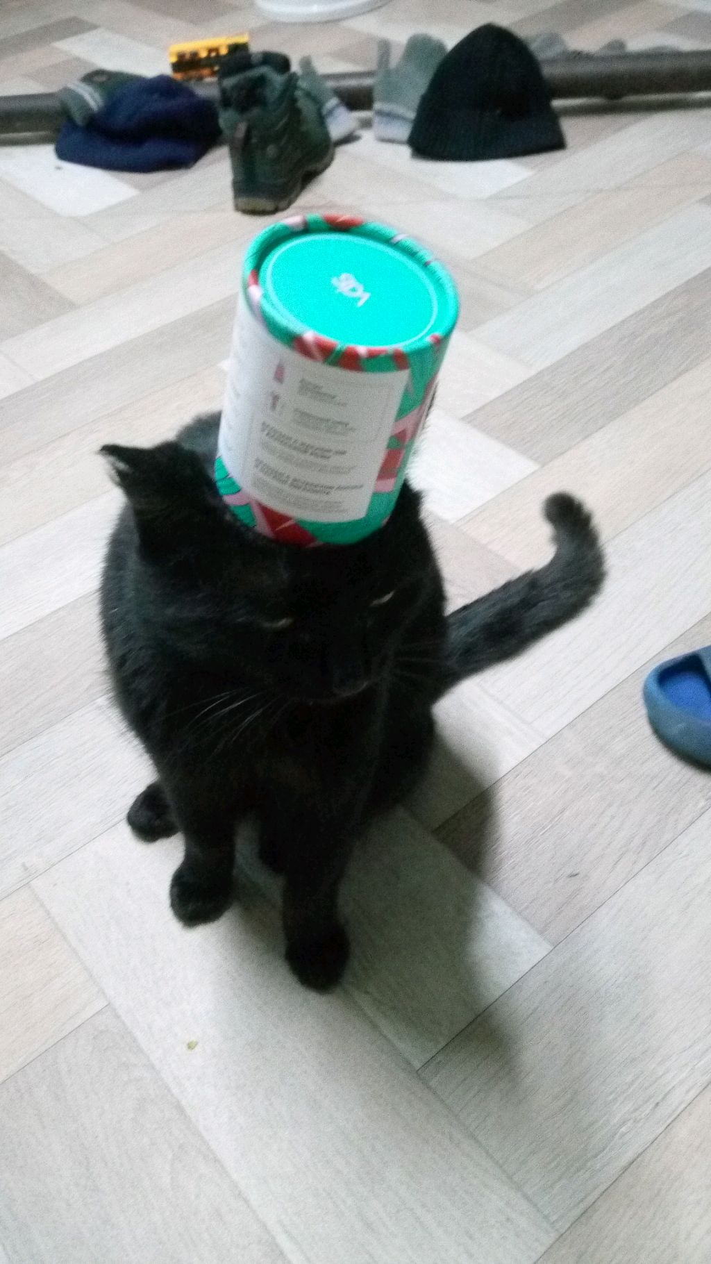кот кароль