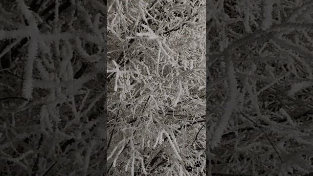 Зимняя сказка под новый год. Иней на деревьях.