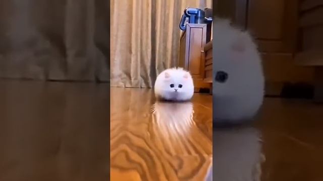 милые котики #shorts