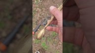 золото