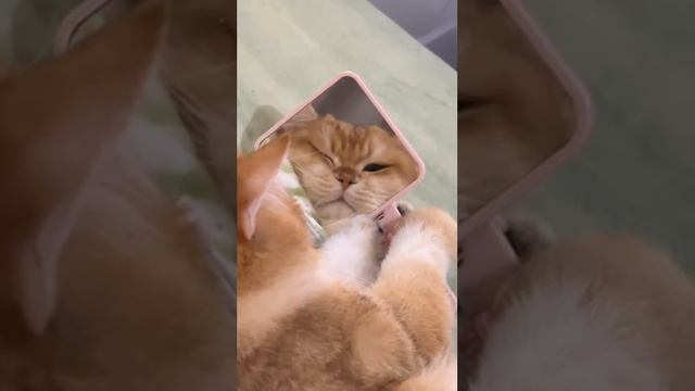 Когда увидела самого красивого котика в мире 😍