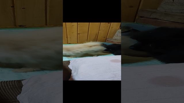 1000796764.mp4