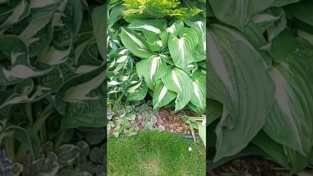5 хост из моего солнечного цветника. #хосты #купитьхосты #сад #хоста #garden #всаду