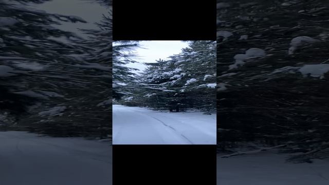 Новогодний зимний лес!