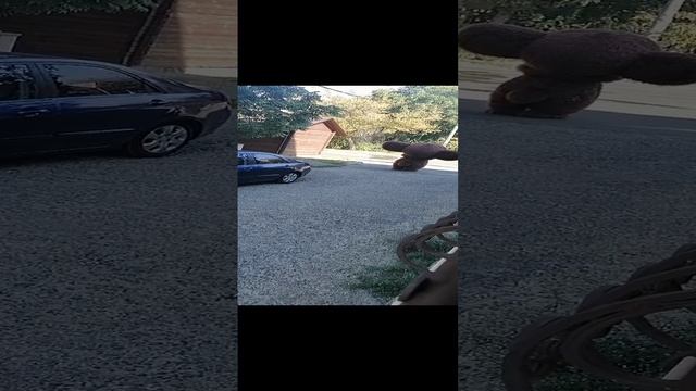 Чебурашка на прогулке 😊
