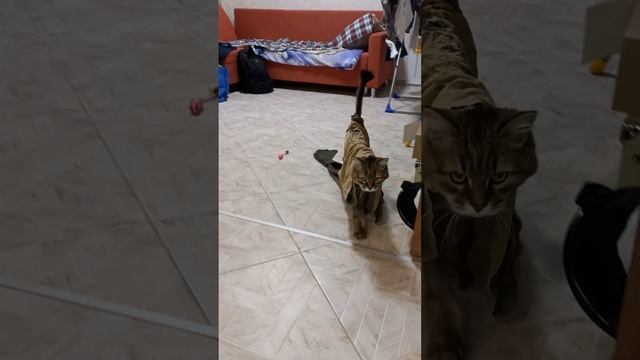 Когда ваш кот играет в привидение.