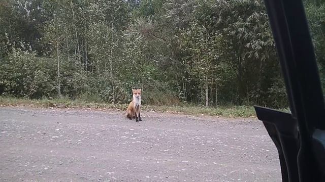 Лиса Патрикеевна