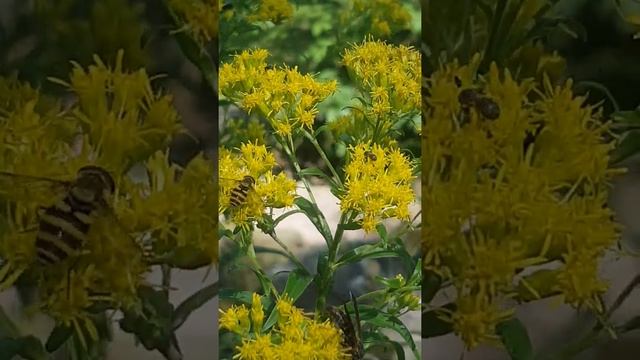 Pollinator Activity on Riddell's Goldenrod (Solidago riddellii)