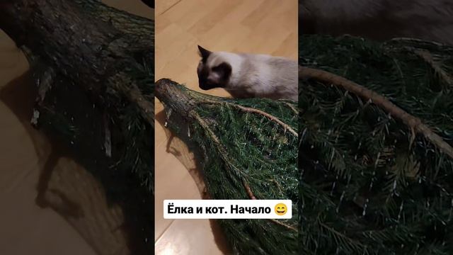 Ёлка и кот 🐱 НАЧАЛО 😄