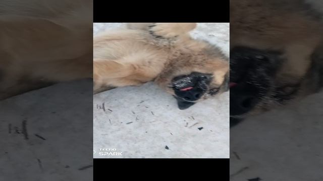 VID_20241230_094848.mp4