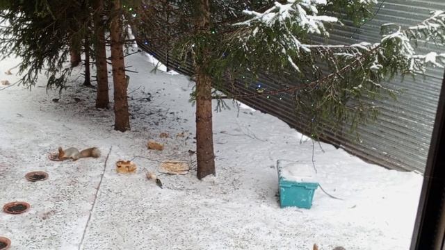 видеоблагодарность Татьяне Николаевне за помощь зоопарку