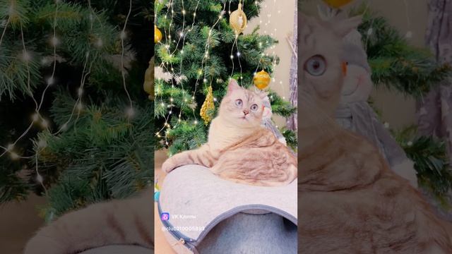 кошки еда.mp4