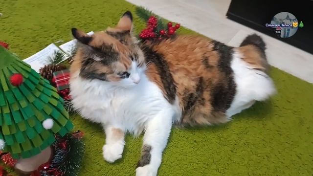 ПОДВОДИМ ВСЕ ИТОГИ 2024 ГОДА!!!😸🎅🎄 (ВСЕХ С НАСТУПАЮЩИМ НОВЫМ ГОДОМ!😺🎅🎄)