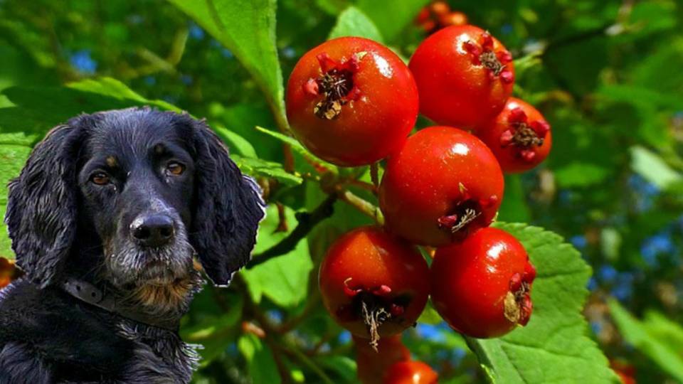 БОЯРЫШНИК ИЛИ ГЛОД, БРАТЬ ИЛИ НЕ БРАТЬ? Дары Приморской Уссурийской тайги.