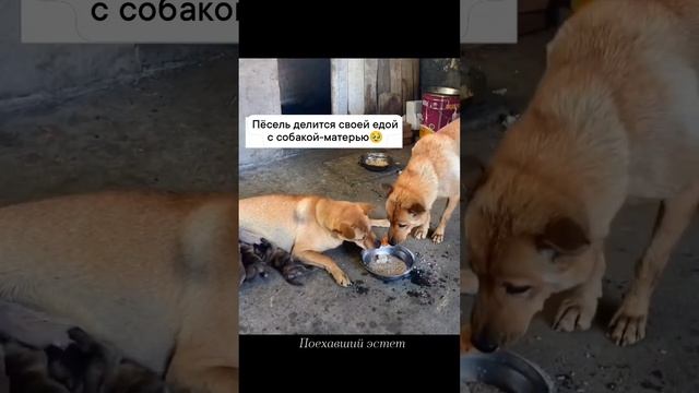 Настоящий .......
