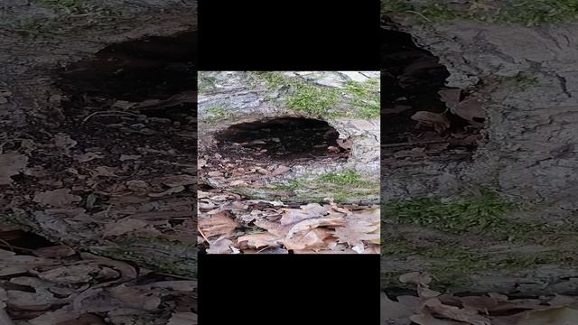 VID_20241030_135411.mp4
