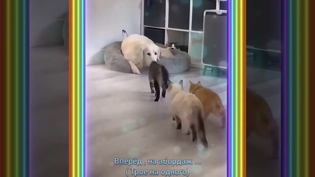ВПЕРЁД , на АБОРДАЖ - ТРОЕ на ОДНОГО ( пушистые в деле)