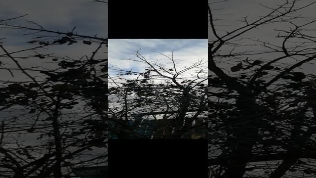 VID_20241025_080832.mp4