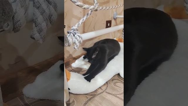 киска Ириска и гусь обнимусь