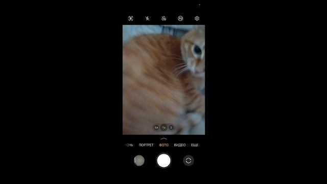 кот Васёк это имя если что