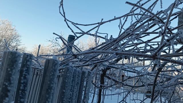 Изабелла в серебряной шубке