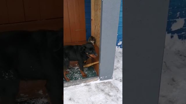 Арни