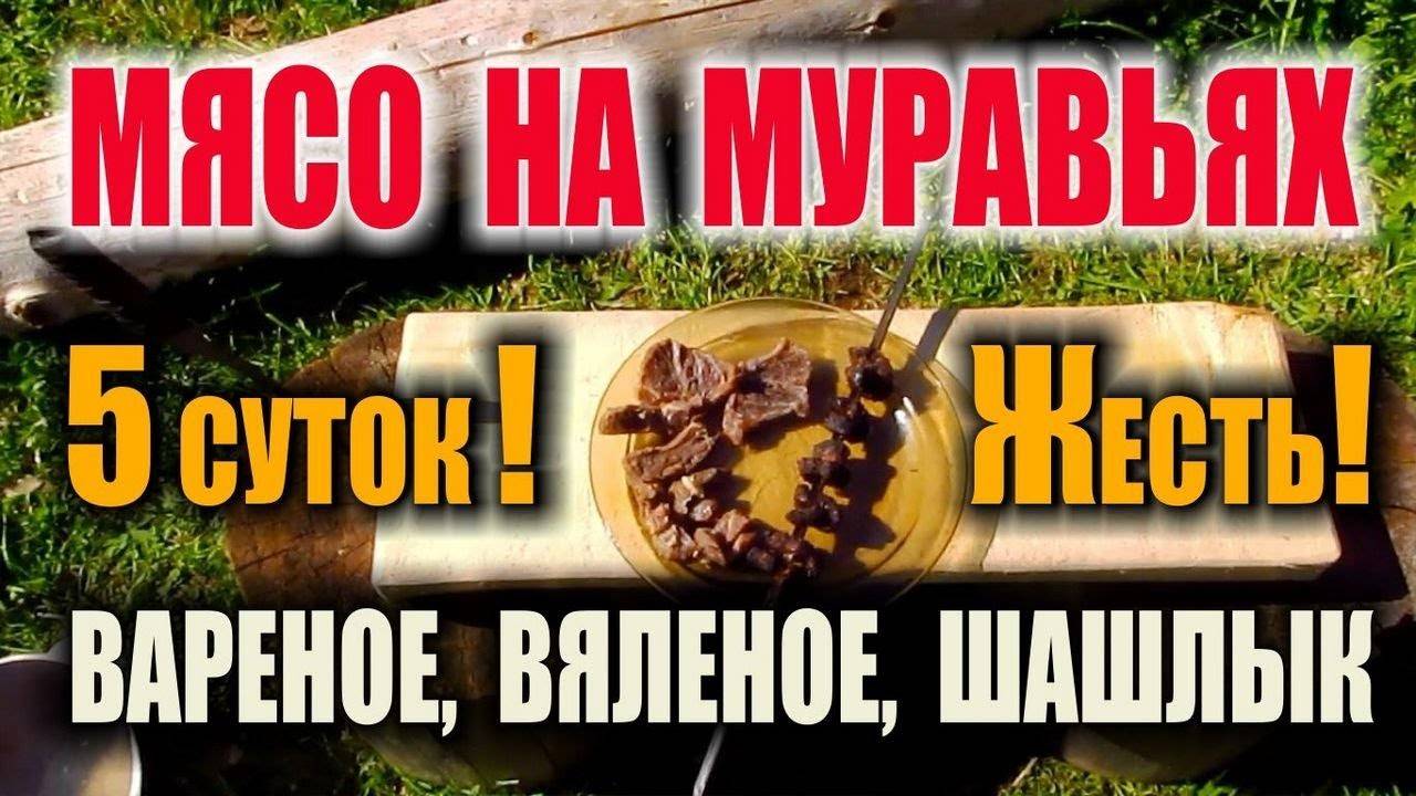 МУРАВЬИНОЕ МЯСО. Пробуем вяленое и сушенное мясо законсервированное муравьями в муравейнике. Жесть!