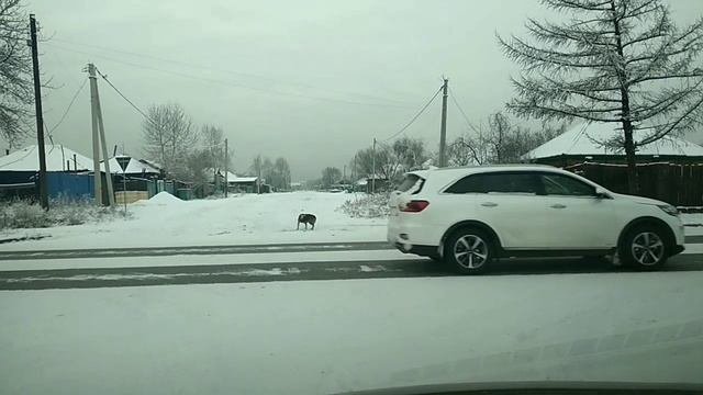 Собака -Юла