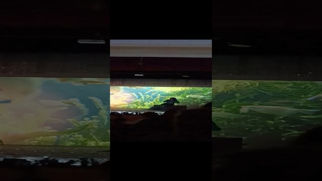 1000016489.mp4