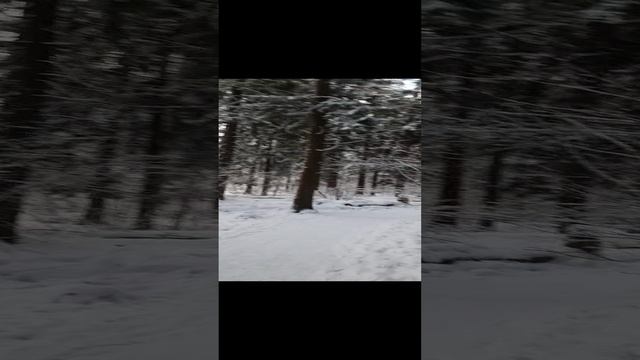 Чуть не заблудились в лесу😬😅🎄Таисия и мама в эфире❤️