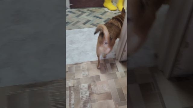 3 часть амонг ас в честь нового года всех с новым годом 😀🎉🎉 посмотри до конца