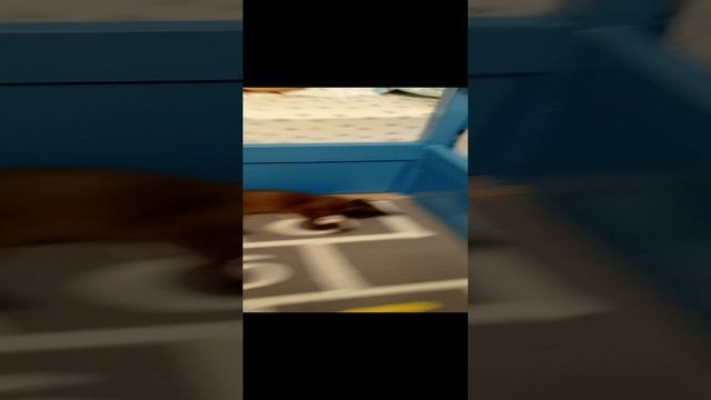 Лежит с мышкой 🤗