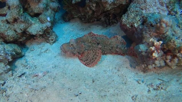 Сафари июнь 2019 JP Marine