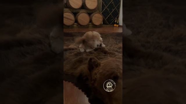 Сильная любовь