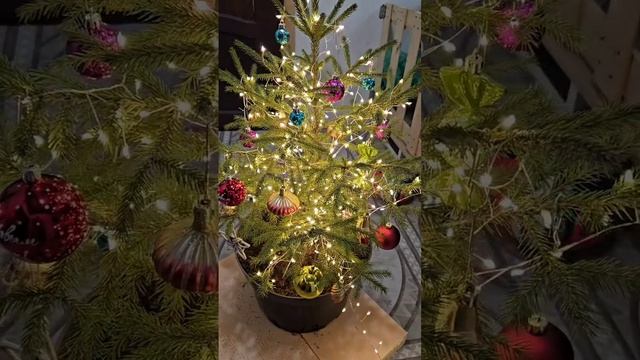Украсила новогодними игрушками живую ёлку в горшке. #елка #новыйгод #растения #ландшафтныйдизайн